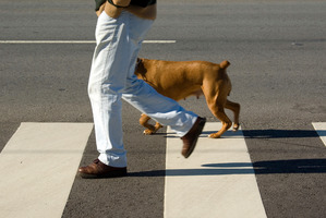 Crossing with a dog is emotionally much less daunting. Photo / Getty Images