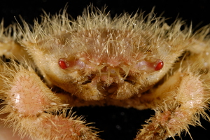 The Niwa scientists returned from the Kermadec Trench with a collection of unusual crabs, worms and lobsters. Photo / Niwa