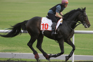 So You Think, gallops during a morning training session. Photo / AP