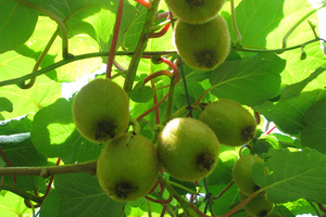 All of the illegally injected crops were from orchards in the Te Puke region. Photo / APN