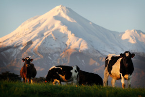 Fonterra's draft setting of the farm-gate milk price has been deemed not too far off the mark. Photo / Christine Cornege