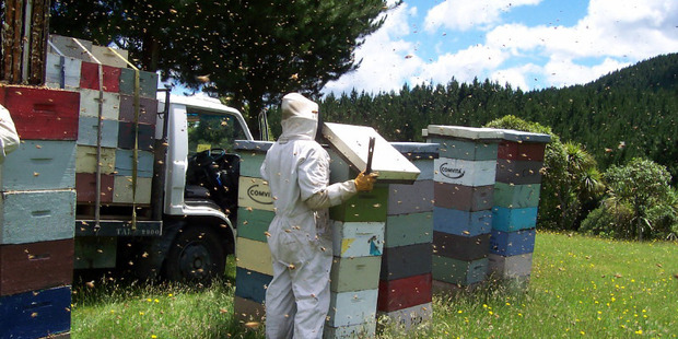 The government says it is aware of nine batches of New Zealand honey products that have tested positive overseas for added sugar this year. Photo / Supplied