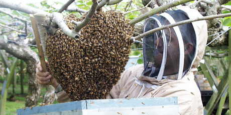 The price of honey has hit a record high on the back of bad summer weather and growing global demand. Photo / APN