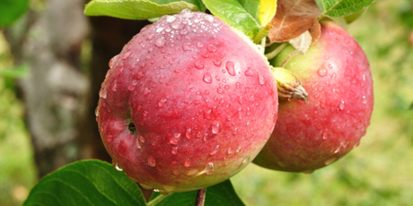 Fruit export prices fell 7.3 per cent, mainly reflecting weaker prices for apples. Photo / File