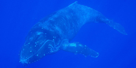 A humpback whale moves through Niue's waters. Photo / Niue Dive