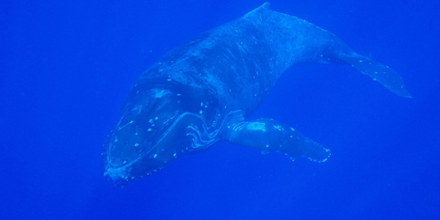 A humpback whale moves through Niue's waters. Photo / Niue Dive