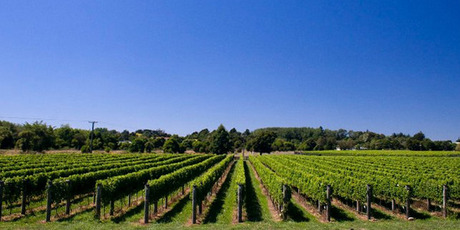 Ohau Gravel's sauvignon blancs and pinot gris are good now and will improve with time. Photo / Destina Munro