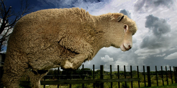 A new survey shows restricting foreign investment in rural land is seen as low priority by industry leaders. Photo / NZH