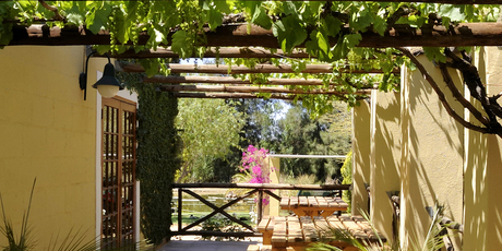 Grape vines can make a good deciduous canopy over a patio. Photo / Thinkstock