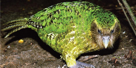 Sirocco the kakapo loves human contact. Photo / Don Merton