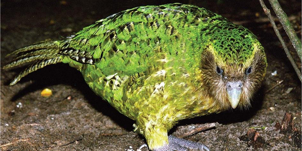 Sirocco the kakapo loves human contact. Photo / Don Merton