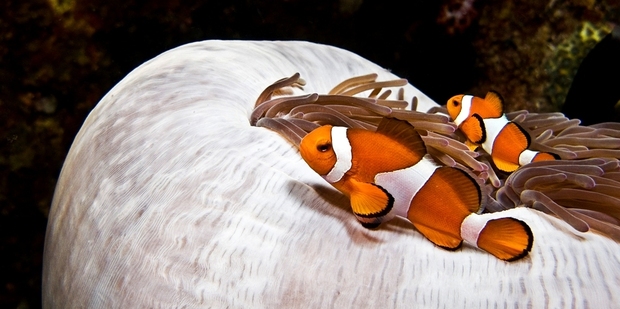 Snorkelling in the crystal clear waters allows you to get close to the magnificent colourful creatures of the deep. Photo / Tourism Malaysia