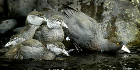 A family of whio takes to the water in the central North island. Against expectations, 19 breeding pairs were found in the Maungataniwha Native Forest. File photo / Alan Gibson