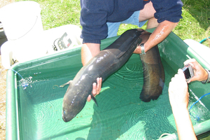 A 24-pound long-finned eel removed from Whitby's lower lake in 2007. Photo / Andrew Bonallack