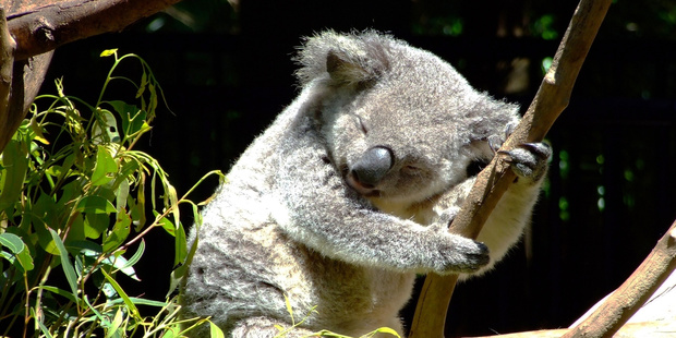 Australia has hardly been touched by the global financial crisis. Photo / Jo Assink