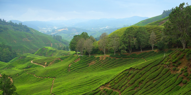 Tea plantations in Malaysia's beautiful Cameron Highlands. Photo / Thinkstock