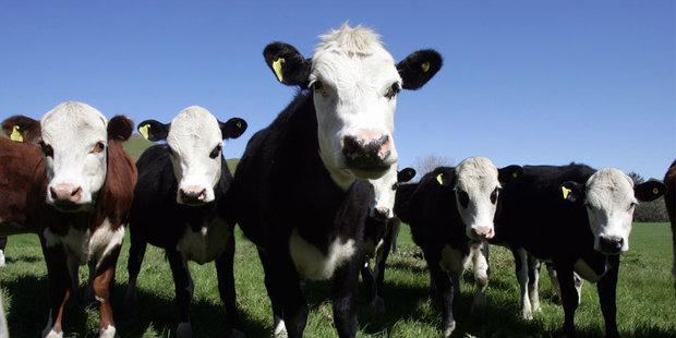 PGG Wrightson has launched a website to hold real time online cattle auctions. Photo / NZH