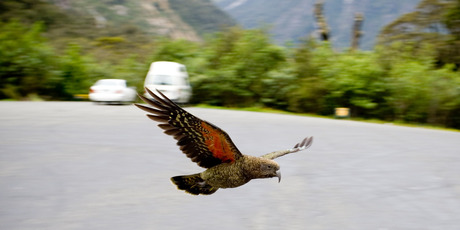 A curious Kea on the road to Milford Sound. Photo / Dean Pucell