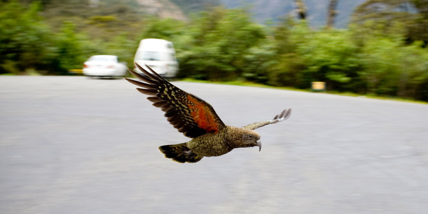 A curious Kea on the road to Milford Sound. Photo / Dean Pucell