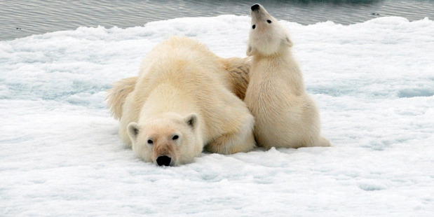 The island of Spitsbergen is the domain of polar bears and Svalbard reindeer. Photo / Thinkstock
