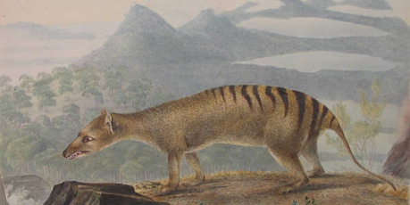 An 1800s painting of a thylacine, or Tasmanian tiger, by John Lewin. Until it became extinct last century, the thylacine was the world's largest carnivorous marsupial.