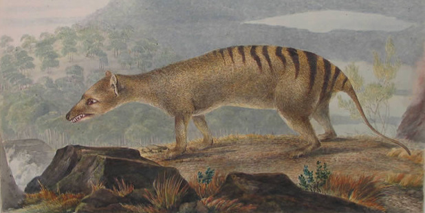 An 1800s painting of a thylacine, or Tasmanian tiger, by John Lewin. Until it became extinct last century, the thylacine was the world's largest carnivorous marsupial.