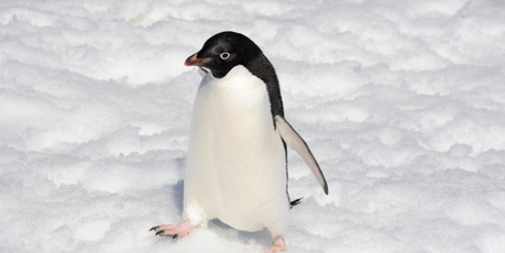 What the Adelie penguin got up to so shocked a researcher with Scott in the Antarctic that he published in Greek - lest anyone be offended. Photo / file