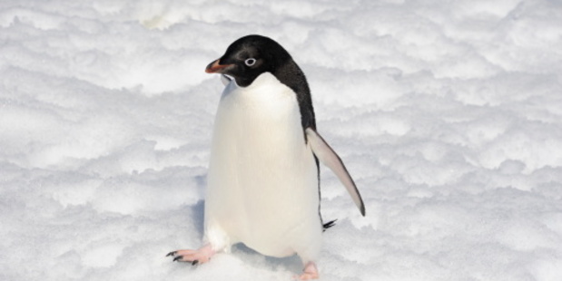 What the Adelie penguin got up to so shocked a researcher with Scott in the Antarctic that he published in Greek - lest anyone be offended. Photo / file