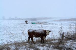 The Kowhitirangi community is rallying around farmers who lost large numbers of stock in sub-zero temperatures last week. Photo / Thinkstock
