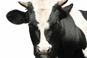 File photo / Thinkstock