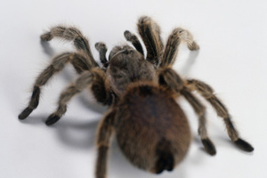 Humans are hard-wired to be freaked out by spiders.
Photo / Thinkstock