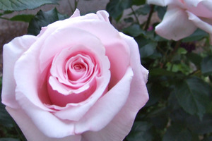 Anna Pavlova is a best-seller. Photo / Libby Norman
