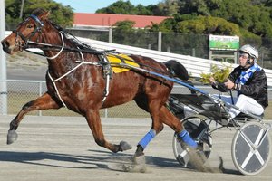 Irish Whisper will have his final New Zealand start on Friday. Photo / Otago Daily Times