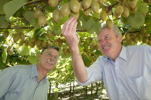 Growers' leader Neil Trebilco (left) - with fellow kiwifruit expert Tim Goodacre - says the change to Gold3 is 'huge'. Photo / APN