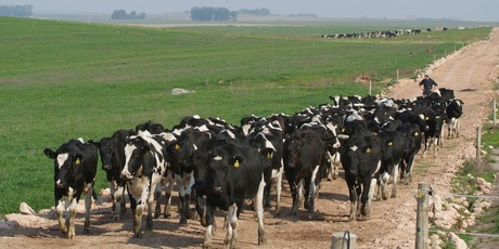 NZFSU has seen below forecast milk production this season due to poor conditions in Uruguay. Photo / Supplied