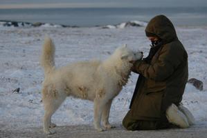 Last Dogs of Winter. Photo / Supplied
