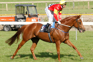 Ginga Dude will have to be at his best to win the Ipswich Cup. Photo / Kenny Rodger