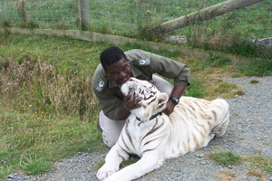 Dalu with a white tiger at Zion Wildlife Gardens. Photo / File