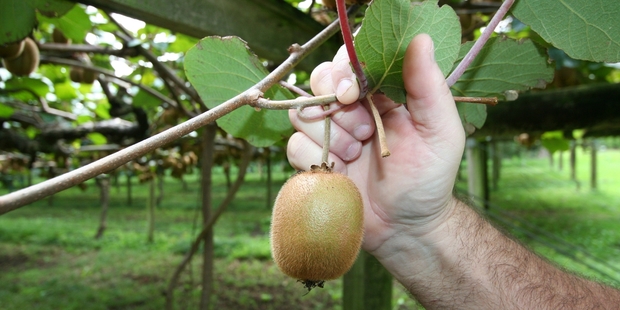 A chemical spray called streptomycin was misused on 45 different kiwfruit orchards by 26 growers. File photo / NRC