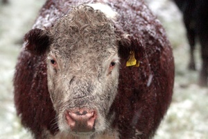 Freezing wind killed many cattle in just hours. Photo / APN