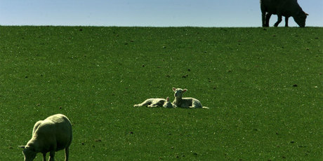 Getting fast internet access to its 122 farms is too important to wait, said Landcorp chief executive Chris Kelly. Photo / NZH