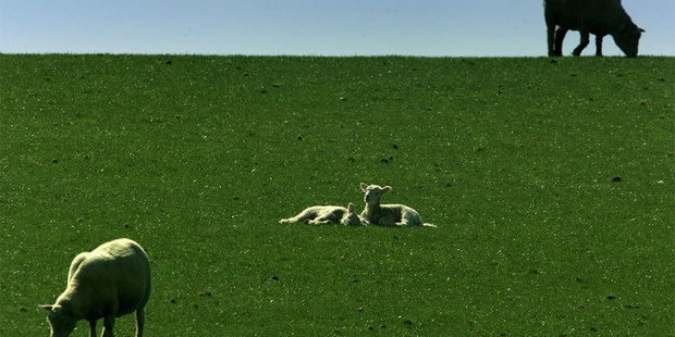 Getting fast internet access to its 122 farms is too important to wait, said Landcorp chief executive Chris Kelly. Photo / NZH