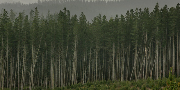 Forecasts for growth in forestry, farm and seafood exports are at risk from the kiwi dollar remaining higher than expected. Photo / NZH
