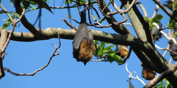 The famed bat colony of Sydney's Royal Botanic Gardens is being scared off. Photo / File