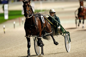 Sir Lincoln should be a leg in for Pick6 punters at Alexandra tonight.Picture / Dean Purcell.