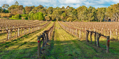 Wine growing regions around Australia have planned events to warm you up this winter. Photo / Thinkstock