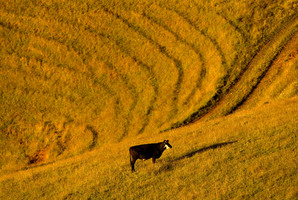 The median price per hectare for all farms sold in the three months to May was $17,031. Photo / Amos Chapple