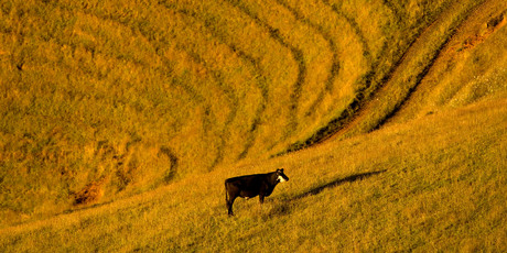 The median price per hectare for all farms sold in the three months to June 2012 was $17,565. Photo / Amos Chapple