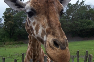 Harold the giraffe. Photo / supplied