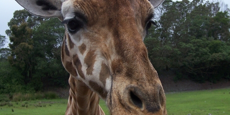 Harold the giraffe. Photo / supplied